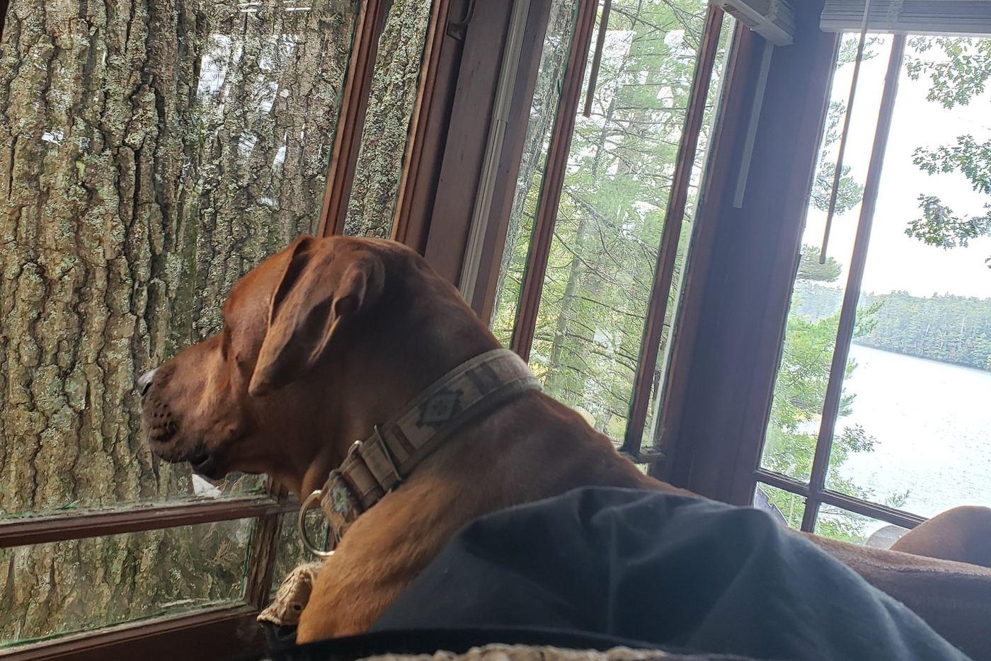 A brown dog with soft, floppy ears resting by a window, watching tall trees and a lake outside.