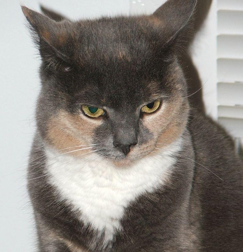 A gray and cream tortoiseshell cat with a white chest.