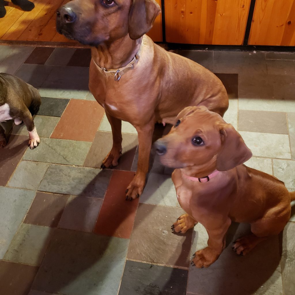 Two dogs sitting expentently for a food reward.