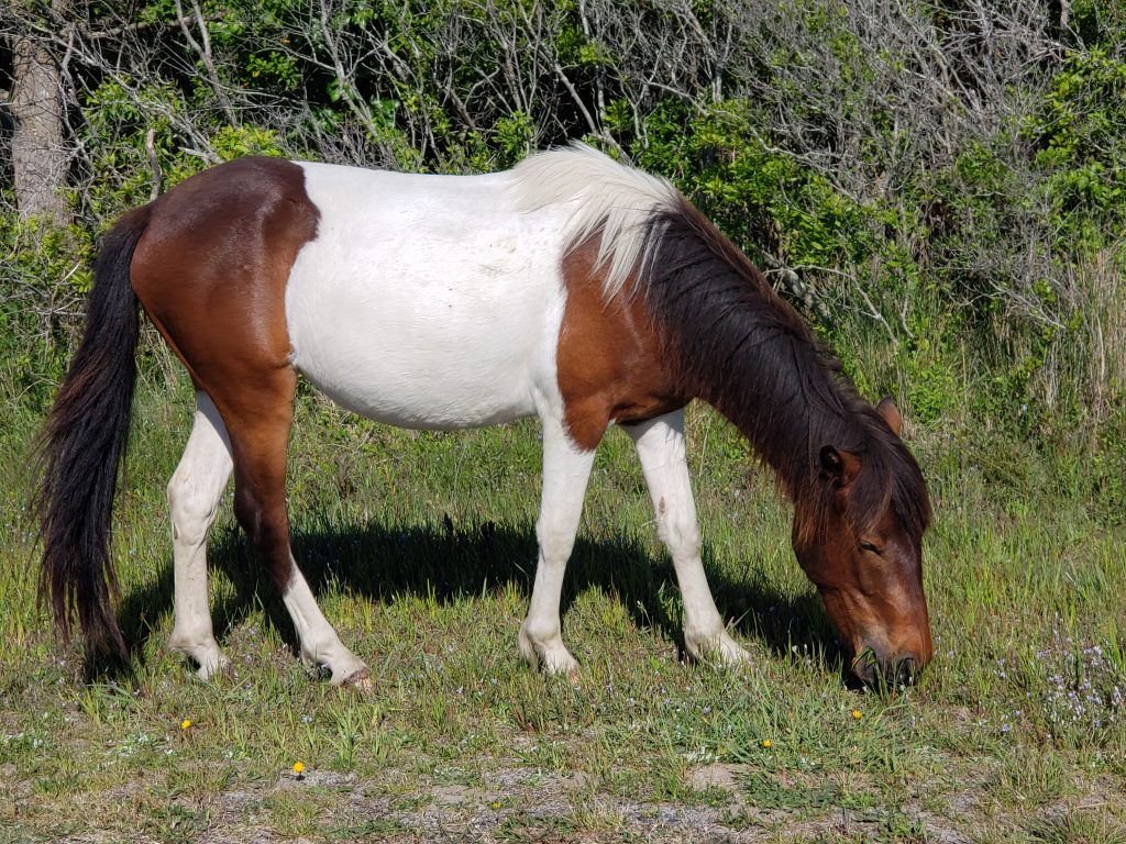 A horse grazing