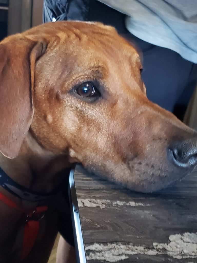 Brown dog resting his chin on a table.