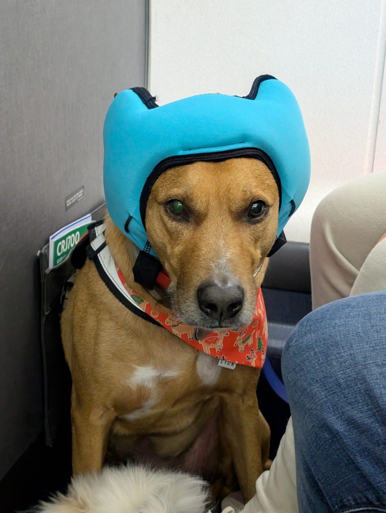 A tan dog wearing a snug blue head covering that muffles sound.