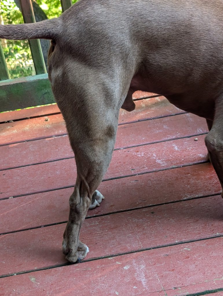 A dog standing on a wooden deck, putting more weight on the front legs.