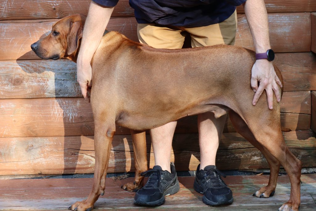 Brown dog in a standing hold