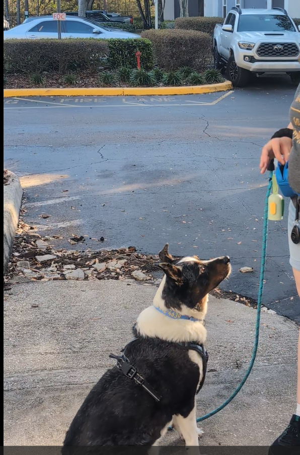 Dog on a leash and harness