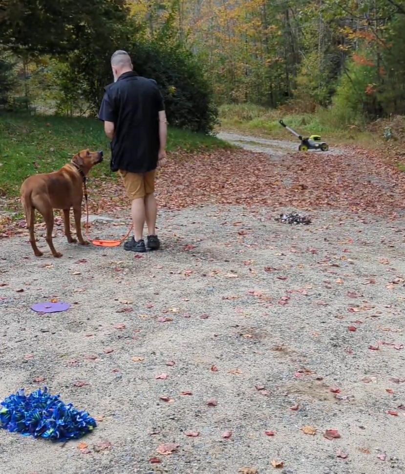 A dog looking up at their person, waiting for a treat during a training game.