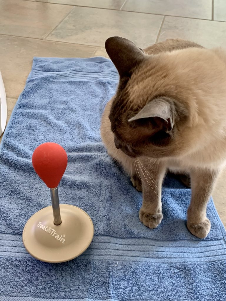 Cat on a blue mat with a target stick.