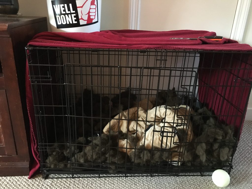 Crate with bedding ripped up