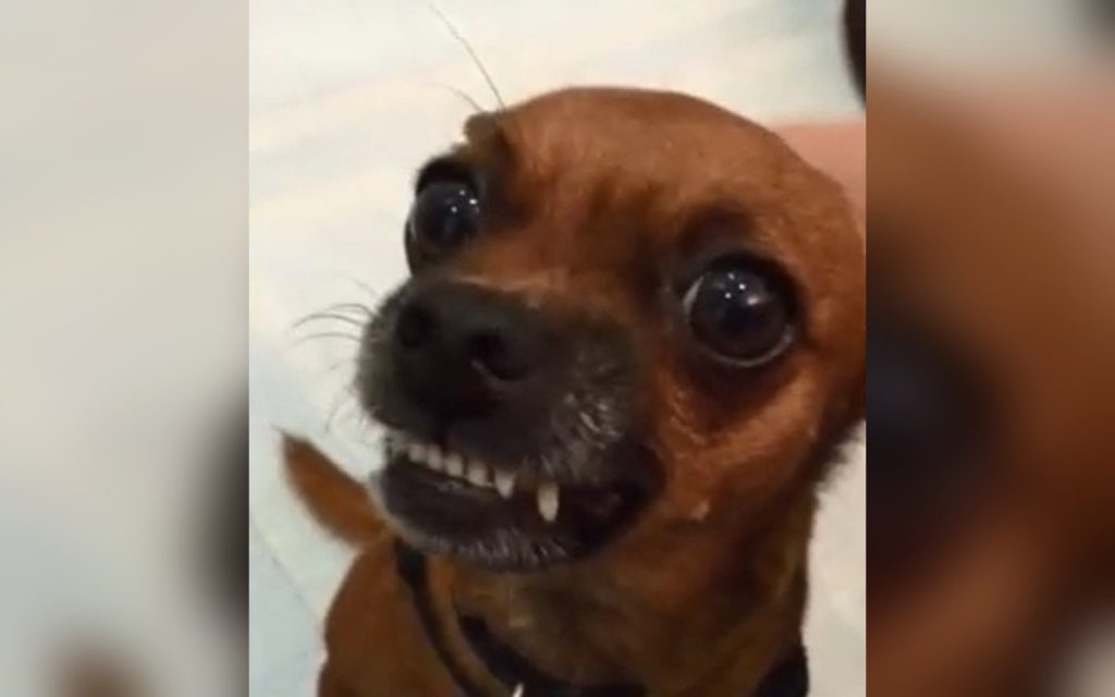 A small brown dog showing their teeth in a snarl, a warning that they are uncomfortable
