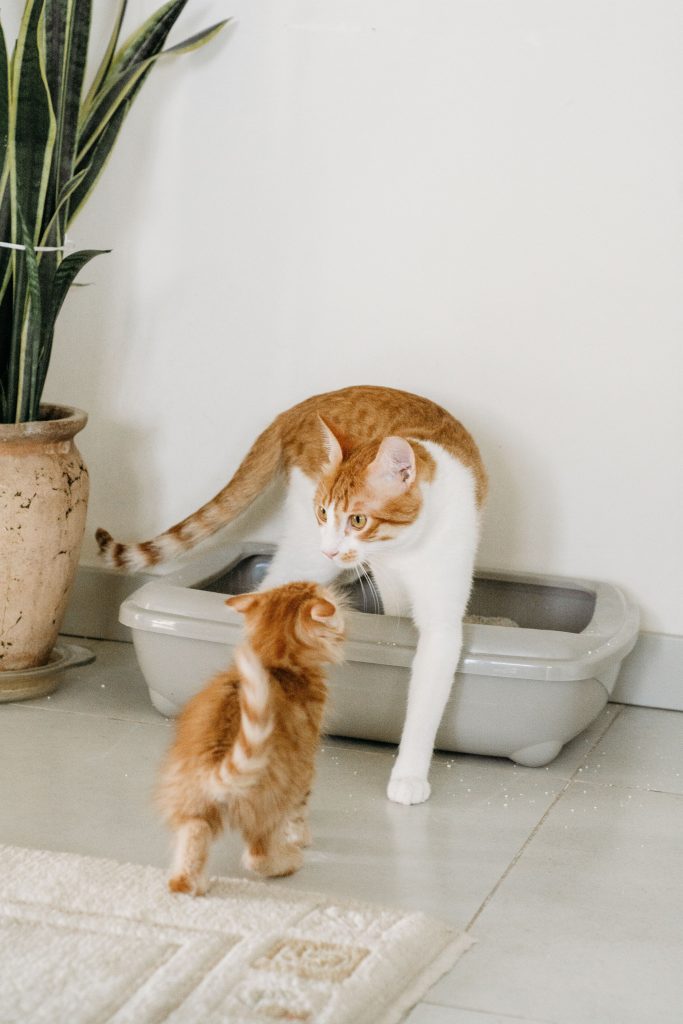 orange tabby and kitten with a litter box