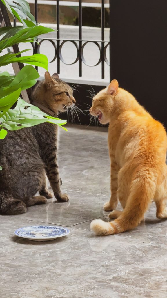 Two cats staring and hissing at each other.