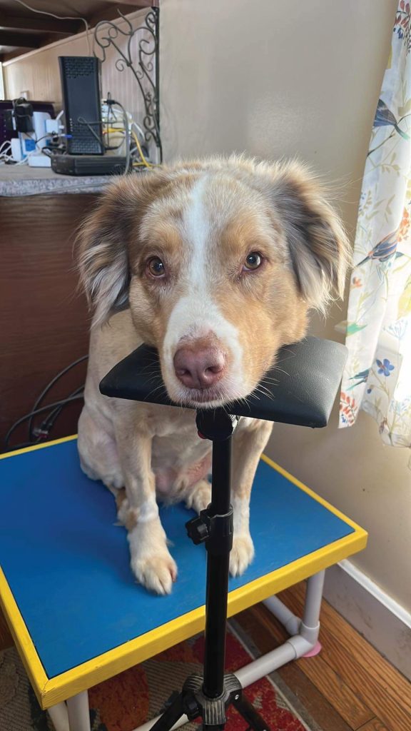 Australian Shephard resting his chin on a stool.